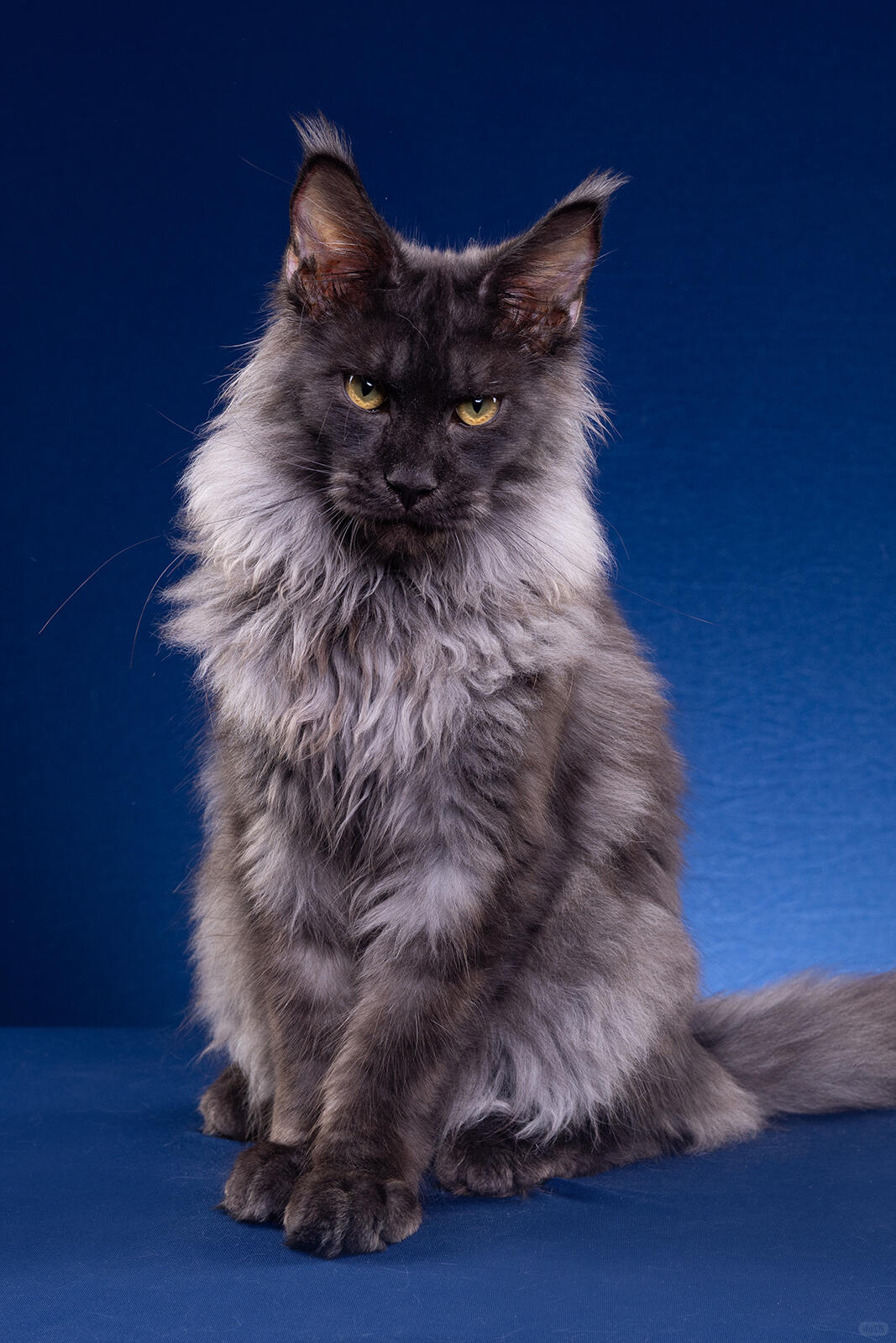 Cat transformed into an office worker.